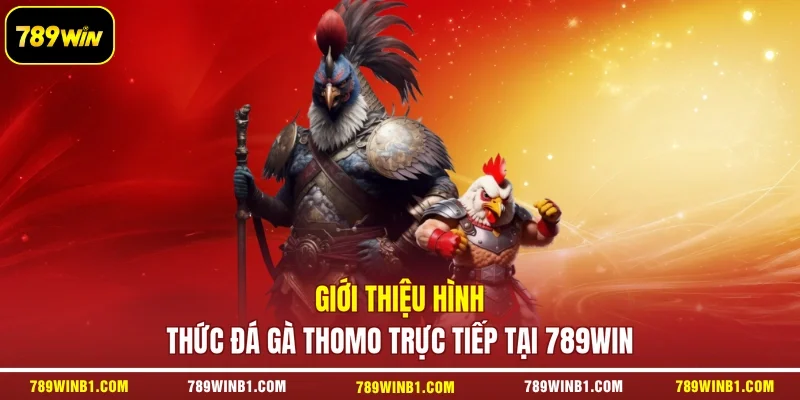 Giới thiệu hình thức đá gà Thomo trực tiếp tại 789win