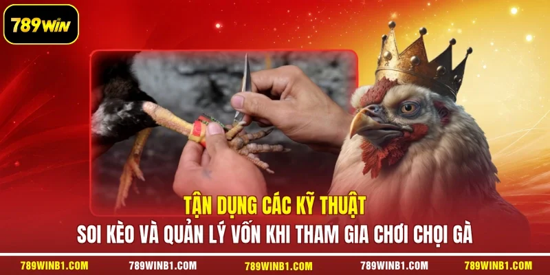 Tận dụng các kỹ thuật soi kèo và quản lý vốn khi tham gia chơi chọi gà